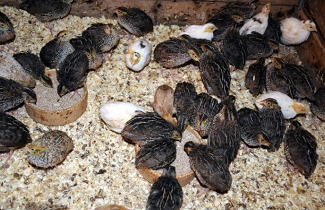 كتاكيت - Chicks